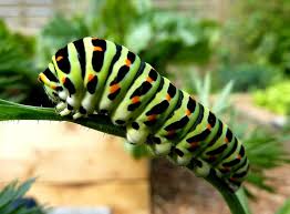 Последние твиты от caterpillarinc (@caterpillarinc). Caterpillars Wild Animals News Facts By World Animal Foundation
