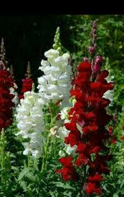 Pin By Lady Linda On Fleurs Beautiful Flowers Flower Garden Love Flowers