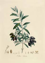 Olive Illustration Art Illustration Www Varaldocosmetica It En Essenzadiriviera Olive Oil Skin Botanical Illustration Botanical Drawings Plant Illustration