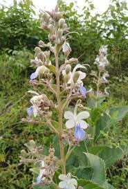 Image result for Rotheca