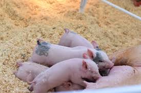The transgenic organism is an organism that has altered genes either by the insertion of one or several foreign genes originating from the same species or the genus or by the deletion or inactivation of the selected genes (knockout organisms). 11 Real Examples Of Genetically Modified Organisms Marvels Or Monsters