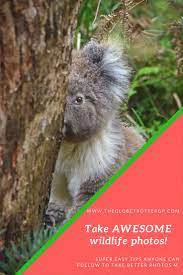 How To Make Your Wildlife Photography Awesome Wildlife Photography Take Better Photos Wildlife