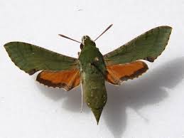 Image result for Holothrix nyasae