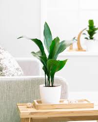 The Best Houseplants For The Most Challenging Conditions In 2020 Cast Iron Plant Plants Best Indoor Plants