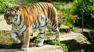 Best Tiger Wallpapers Hd Wallpapers Tiger Wallpaper Animal Wallpaper Tiger