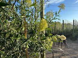 Image result for Buddleja saligna