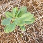 Image result for Talinum portulacifolium