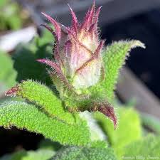 Image result for Salvia sclarea