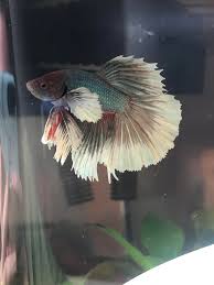Betta Fish My Beautiful Dumbo Ear Koko Betta Fish Dumbo Ears Betta