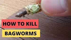 A good way to keep them away is to keep your air conditioner on and your house cool. How To Kill Bagworms Bugs Part 2 Youtube