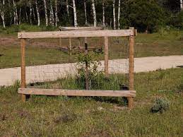 Maybe you would like to learn more about one of these? Homestead Mini Orchard Trees To Plant Homesteading Back Garden