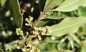 Image result for Cleistanthus polystachyus