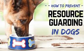 Resource guarding in dogs is the term used when a dog shows behaviors such as growling or usually, with proper training and exposure as a puppy, a dog will learn that resource guarding is not. Help My Dog Is Resource Guarding How To Stop Dog From Being Possessive With Food