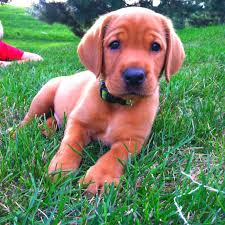 Pin By Eryn On My Favorite Things Lab Puppies Puppies Lab Dogs