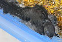 Similarly, a related bird, the indian swiftlet, has also seen its populations reduced along the southwest coast of. Aerodramus Wikipedia