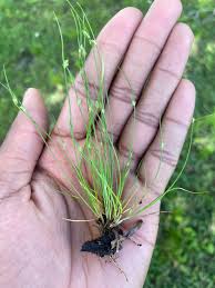Image result for Isolepis costata