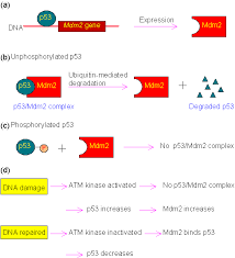 Primary Information Of P53 Gene Dna Repair Biochemistry Physiology