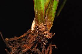 Image result for Loxogramme abyssinica