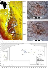Image result for Urochloa leersioides