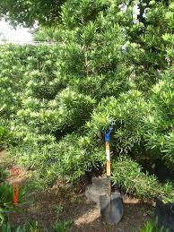 Podocarpus Maki Podocarpus Costalis Family Podocarpacea Trees To Plant Japanese Tree Native Plants