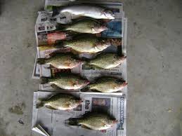 Big Bass On Ingenious Bait- Lake Piru | Fishing Reports And Forum |  Bigfishtackle.Com
