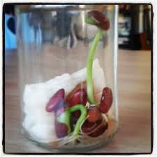 Faire Pousser Une Plante Haricots Secs Petits Crabichounes Haricots Secs Planter Des Haricots Haricot
