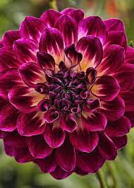 Crazy Colors D7789 Greeting Card By Wes And Dotty Weber Beautiful Flowers Amazing Flowers Flowers Nature