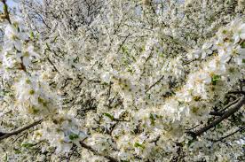 We did not find results for: Blooming White Flowers In Early Spring Apple Tree In The Garden In The Street Stock Photo Picture And Royalty Free Image Image 55159141