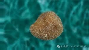 Image result for Cuscuta hyalina