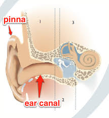 Anatomy Of The Ear