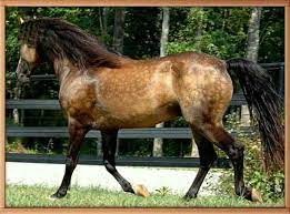 And those dapples.,dappled sooty buckskin horses,silver dapple morgan horses silver. Dappled Buckskin Morgan Stallion Horses Morgan Horse Most Beautiful Horses