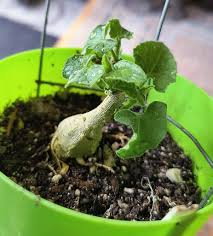 Image result for Kedrostis nana