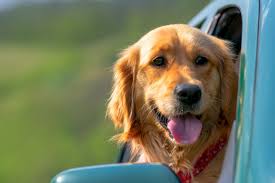 This page provides a listing of vermont golden retriever breeders. Vermont Dog Friendly Travel Guide Greenfield Puppies