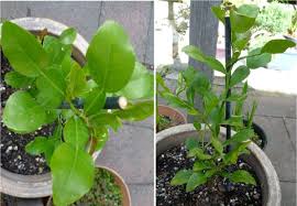 Kaffir lime trees (citrus hystrix) are small citrus trees native to indonesia. Indonesian Kaffir Lime Jeruk Purut Kiyanti2008 S Weblog