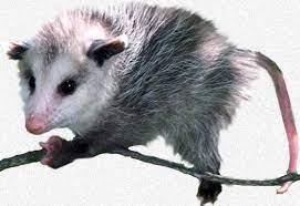 Hairless baby opossum gets a new wardrobe. dogonews. Caring For Orphaned Baby Opossums
