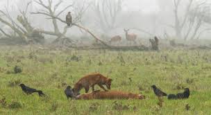 Covering about 56 square kilometres (22 sq mi), it is noted as an experiment of rewilding. Winter In De Oostvaardersplassen Maatregelen Die Er Toe Doen Oostvaardersplassen
