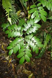 Image result for Ptisana