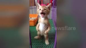 Watch this cats video, cat walking on two legs, on fanpop and browse other cats videos. Newsflare Kitten Stands On Two Legs Like A Human