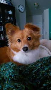Maybe you would like to learn more about one of these? Teacup Pomeranian Husky Mix What Is A Pomsky Novocom Top