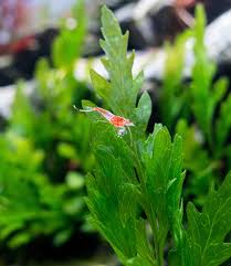 Image result for Bolbitis heudelotii