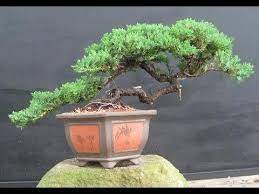 3 Minute Japanese Garden Juniper Nana Bonsai Youtube Indoorbonsaitrees Bonsai Tree Juniper Bonsai Bonsai Tree Types