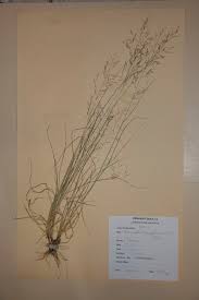 Image result for Eragrostis phyllacantha