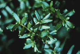 Image result for Clutia paxii