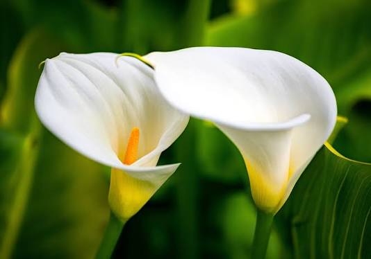 All About Calla Lilies | Expressions Unlimited | Greenville, SC