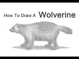 See wolverine animal stock video clips. How To Draw A Wolverine Youtube