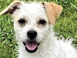 Missing Hamptons Pup Whose Owners Are Away Home Safe