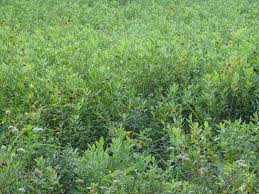 Image result for Habenaria huillensis