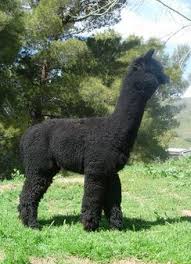 Alpaca Details Alpaca Stuffed Animal Alpaca Cute Alpaca