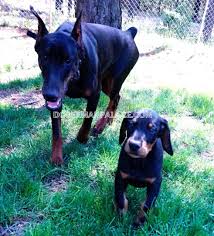 He needs more than daily walks in the neighborhood. European Champion Bloodlines Aurora Of Doberman Palace