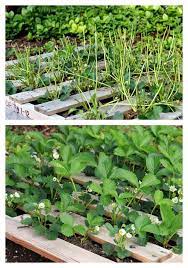 That's not a good thing for strawberry farmers, but it means that you can safely add a small amount of strawberries to your deer feeders. Mavis Garden Blog Something Is Eating My Strawberry Plants One Hundred Dollars A Month